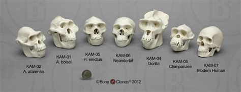 Evidence / Findings - Hominin Evolution