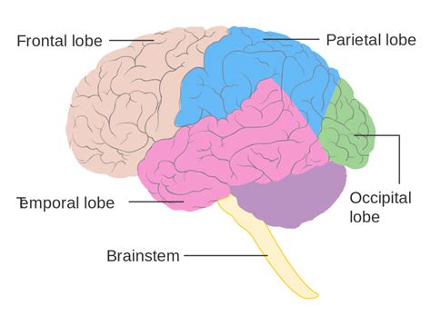 Brain: Ultimate Guide to the Brain for AP® Psychology