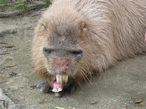 How much do capybaras cost?