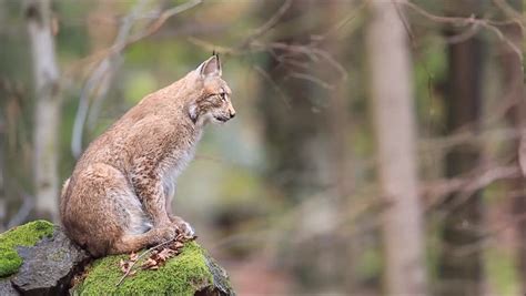 Lynx In The Forest. Lynx In The Nature Habitat. Wildlife Scene From ...