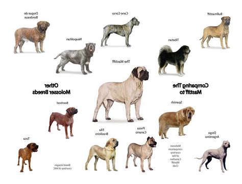 Different Mastiff Breeds