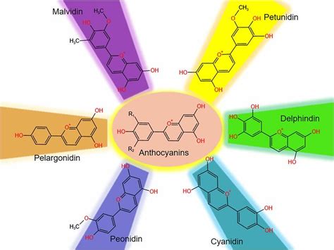 the structure of the anthocyanin backbone and the most common ...