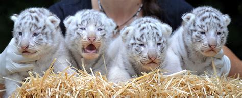 White Tiger Cubs Wallpapers Images Photos Pictures Backgrounds