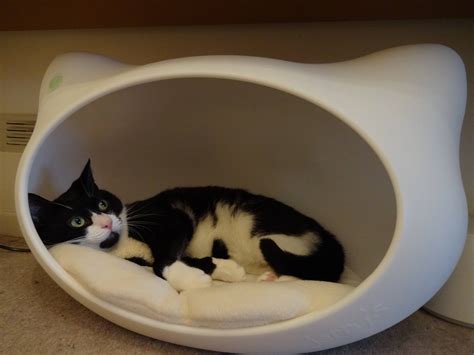 Product Review: A pawsome cat cave by jerry's - Katzenworld