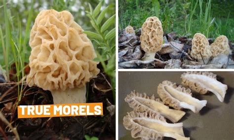 15 Types Of Morel Mushrooms You Can Make In 5 Minutes – Easy Recipes To ...