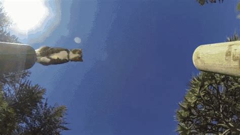 Purrkour GIF - Cat Jump Parkour - Discover & Share GIFs