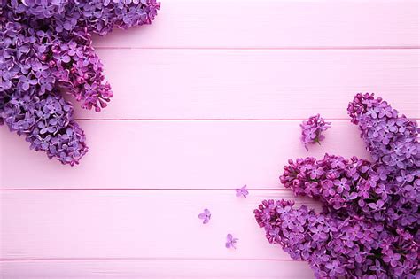 HD wallpaper: flowers, background, pink background, wood, lilac, purple ...