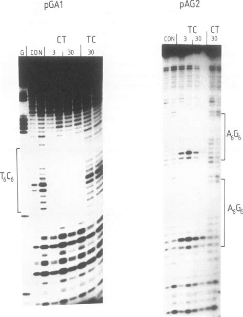 presents DNase I digestion patterns for the fragment containing the ...