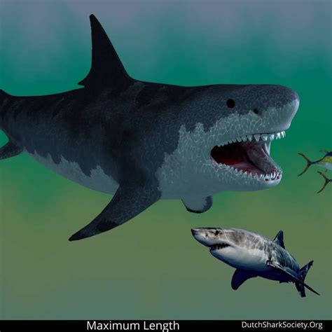 Megalodon Shark Vs Great White Shark