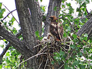 Red-tailed Hawk - Nesting and Breeding Behavior