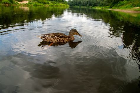 Bebek Berenang Di Sungai Gauja Bebek Di Pantai Sungai Gauja Di Latvia ...