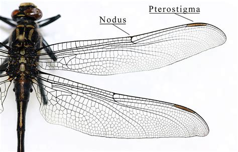 What is the Difference Between Wings of Insects and Birds - Pediaa.Com