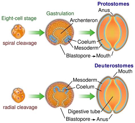 What is the Difference Between Archenteron and Blastocoel - Pediaa.Com