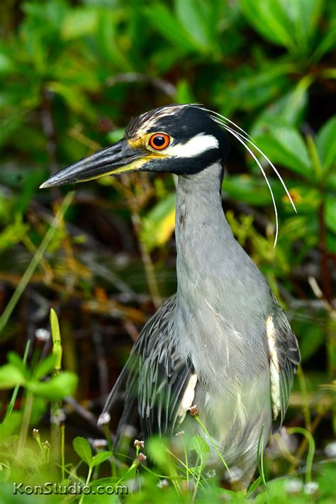 Yellow-crowned Night-Heron – Imagine Our Florida, Inc