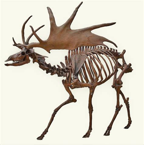 Image result for irish elk | Irish elk, Deer skeleton, Animal skeletons