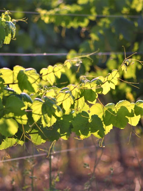 El Penedès Wine Route - Catalan Wines