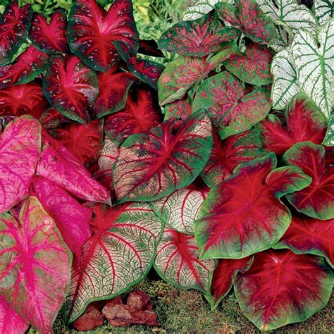 Caladium Mixed Dormant Bulbs (25-Pack)-70208 - The Home Depot