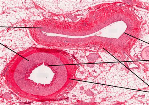 Lab III - Artery vs. Vein Layer Histology Diagram | Quizlet