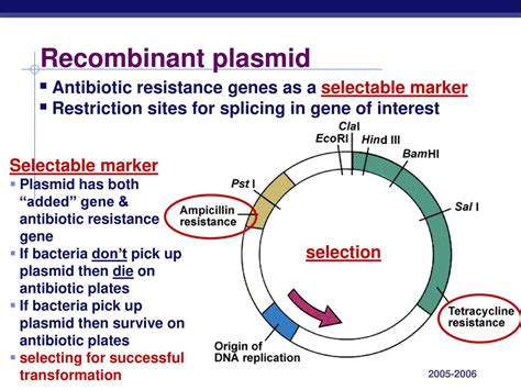 Antibiotic resistance markers