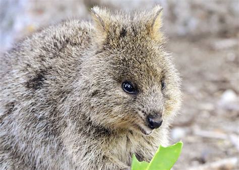 50 Quokka Facts: Smiling, Baby-Flinging, Selfie Kings! | Everywhere Wild