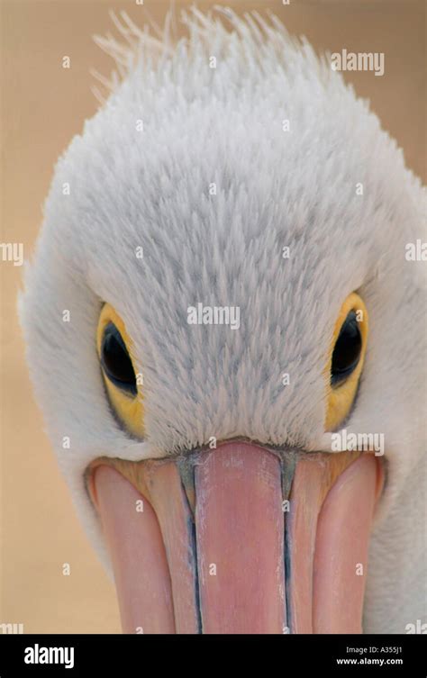 Close up detail of Australian pelican eyes and beak Front view of Stock ...