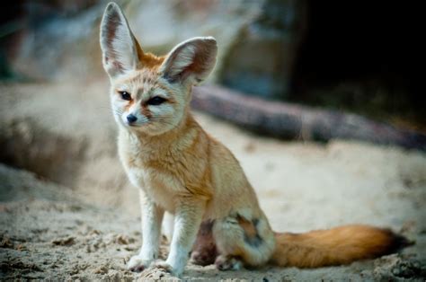 Vulpes. The Evolution of Foxes: Vulpes zerda the Fennec Fox