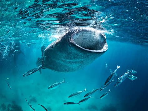 The best places to swim with whale sharks - Lonely Planet