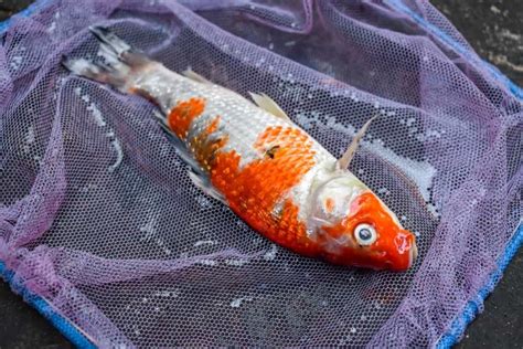 Ammonia Poisoning - a Toxic Killer for Koi and Other Fish