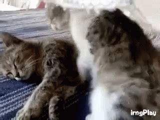 Snuggle GIFs | Cute and Funny Cat Hug GIFs