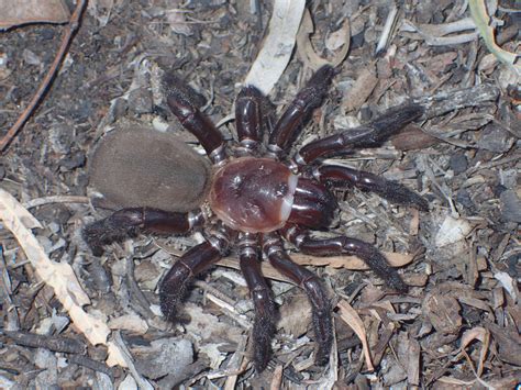 Meet the New Giant Spider Species Described As 'Rare and Secretive ...