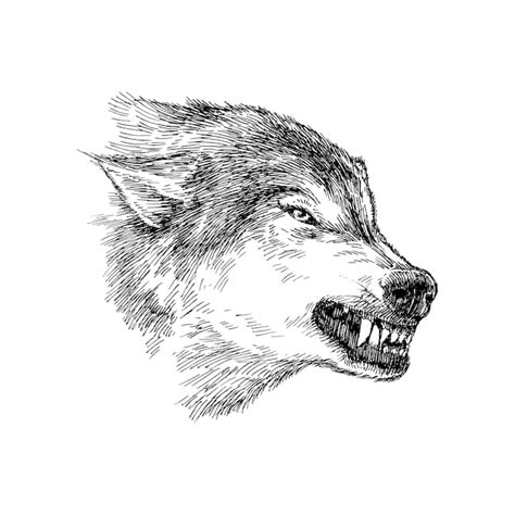 Premium Vector | Hand Drawn Illustration of Scary Wolf