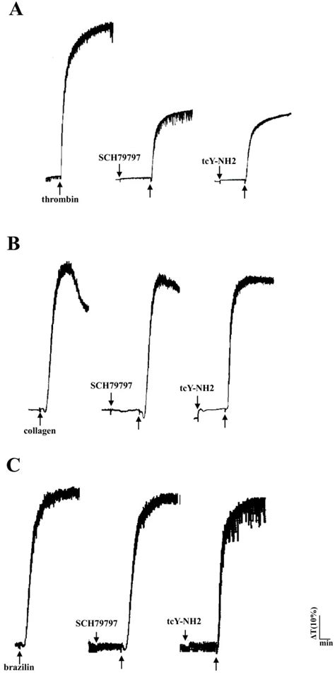 The influence of antagonists of thrombin receptors in brazilin-mediated ...