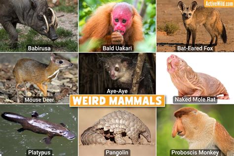 Weird Mammals - List Of The Weirdest Mammals, Pictures & Interesting Facts