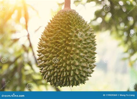 Durian Farm , Musang King in Focus Stock Image - Image of asia ...