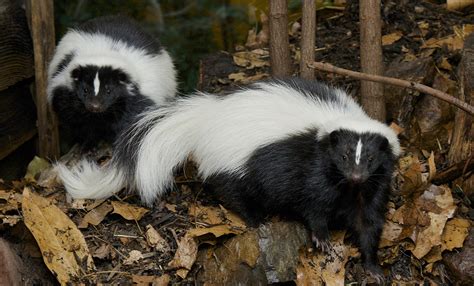 Striped skunk | Smithsonian's National Zoo and Conservation Biology ...