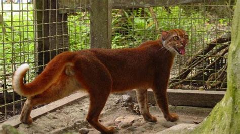 Bay cat – a mysterious cat from Borneo | DinoAnimals.com