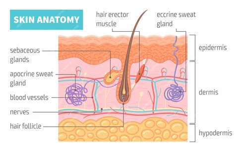 Free Vector | Human skin anatomy infographics poster with cross section ...