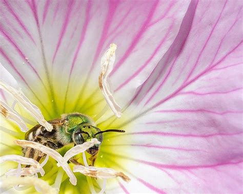 Orchard Mason Bee Photograph by Matt McClintock - Fine Art America