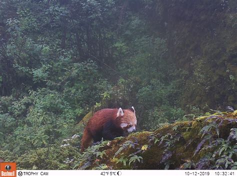 Red panda conservation in eastern Nepal