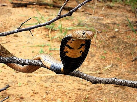 Cobras - The desert biome