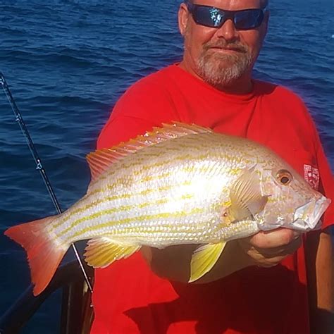 Lane Snapper Hubbard – Gulf of Mexico Fishery Management Council