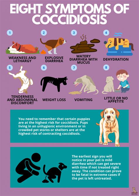 Everything To Know About Coccidia In Dogs | Bark For More