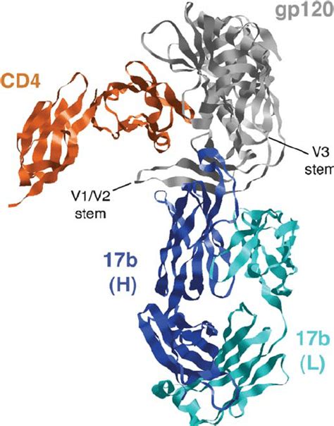 Crystal structure of HIV-1 gp120 complexed to CD4 and an antibody ...