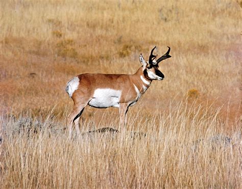 Pronghorn | North American Hoofed Mammal, Adaptations, Speed | Britannica