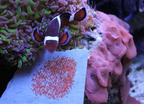 Clownfish Breeding | Page 6 | Saltwaterfish.com Forums for Fish Lovers!