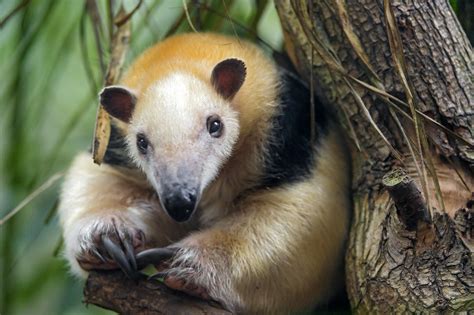 Tamandua in a cute position | I really like the pose of this… | Flickr