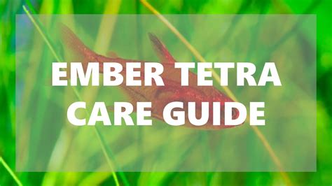 Ember Tetra: The Ultimate Care Guide | FishTopics.com