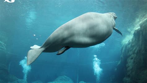 Baby beluga whale born at Georgia Aquarium