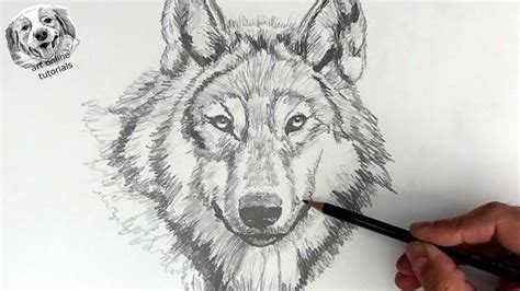 Wolf Drawing Easy Realistic | EASY DRAWING STEP