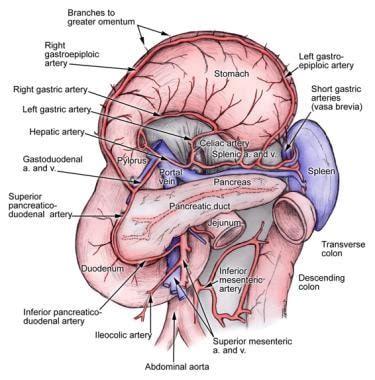 Describe the Anatomy of the Spleen - Cloe-has-Orozco